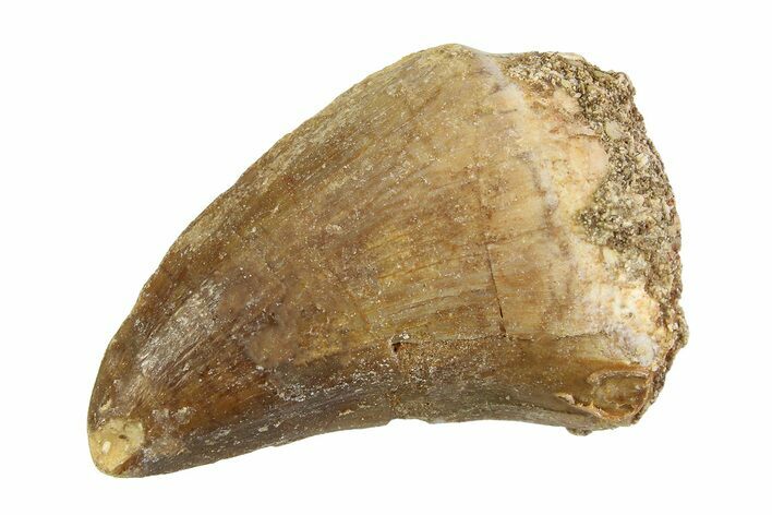 1 1/4" to 1 1/2" Fossil Mosasaur Teeth - Photo 1